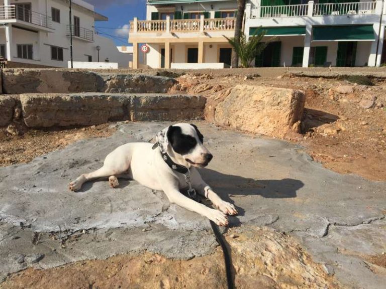 Hundebesitzer werden auf Mallorca zur Kasse gebeten Hundebesitzer werden auf Mallorca zur Kasse gebeten