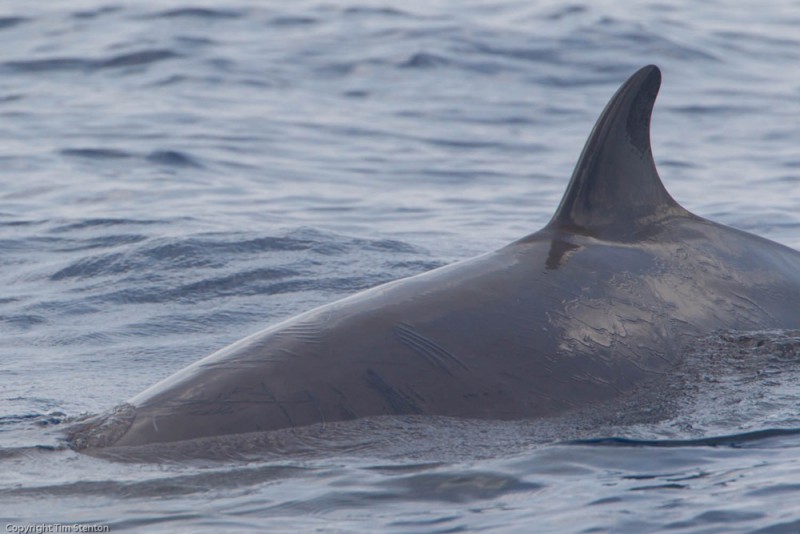 Schnabelwal-Unterschutzstellung ist weiterer Schritt gegen Ölsuche vor Balearen
