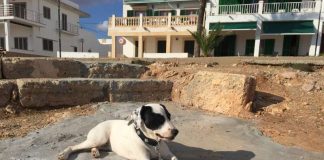 Hundebesitzer werden auf Mallorca zur Kasse gebeten